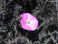 Convolvulus chilensis