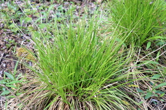 Carex elongata