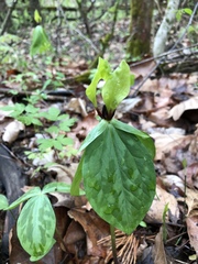 Trillium tennesseense
