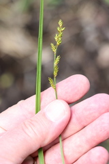 Carex elongata