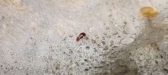Ptomaphagus hirtus