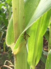 Toxotrypana curvicauda