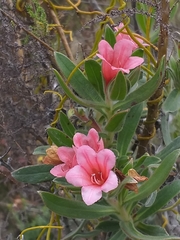 Lobostemon curvifolius