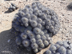 Copiapoa dealbata