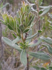 Lobostemon curvifolius