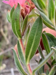 Lobostemon curvifolius