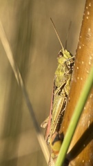 Glyptobothrus