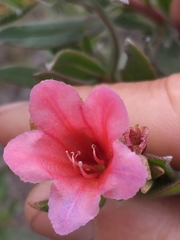 Lobostemon curvifolius