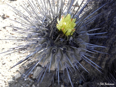 Copiapoa dealbata