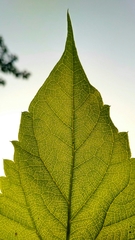 Nyctanthes arbor-tristis