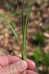 Carex umbrosa
