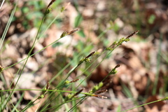 Carex umbrosa