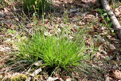 Carex umbrosa