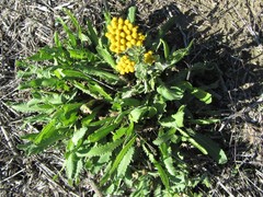 Achillea ageratum