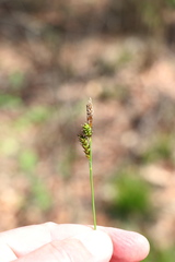 Carex umbrosa