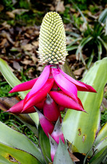 Aechmea mariae-reginae