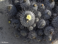 Copiapoa dealbata