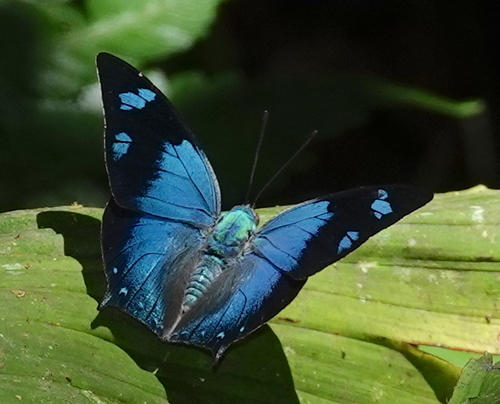 Memphis glauce