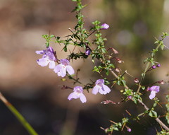 Prostanthera spinosa