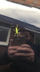 Meconema meridionale