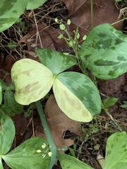 Trillium tennesseense