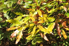 Quercus × heterophylla