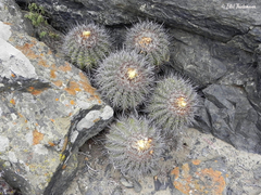 Copiapoa echinoides
