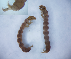 Neureclipsis bimaculata
