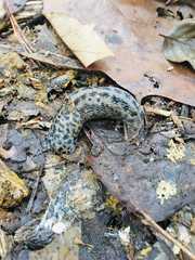 Limax maximus