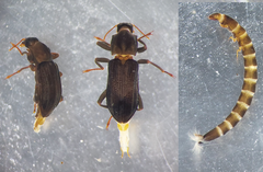 Stenelmis canaliculata