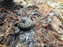 Limax maximus