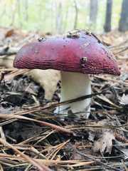 Russula