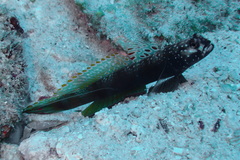 Amblyeleotris latifasciata