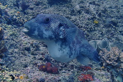 Arothron caeruleopunctatus