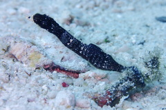 Micrognathus andersonii