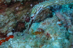 Corythoichthys schultzi