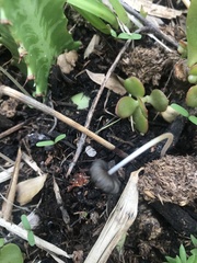 Coprinellus impatiens
