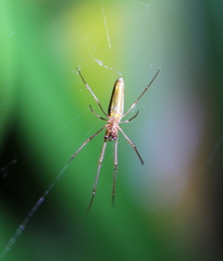 Trichonephila inaurata madagascariensis