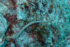 Corythoichthys schultzi