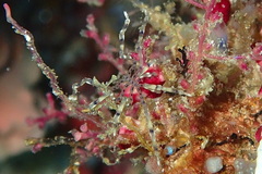 Endeis flaccida