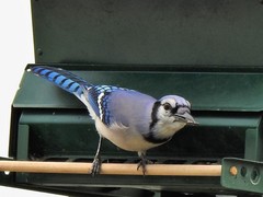 Cyanocitta cristata image