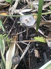 Coprinellus impatiens
