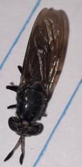 Hermetia illucens