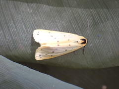 Setina irrorella