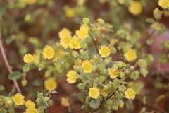 Sida calyxhymenia