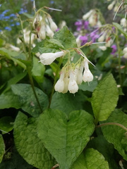 Symphytum grandiflorum