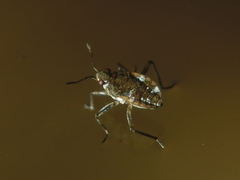 Microvelia americana