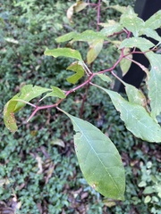 Phytolacca americana