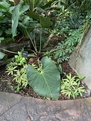 Anthurium faustomirandae