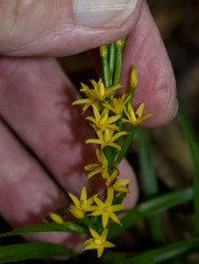 Apostasia wallichii